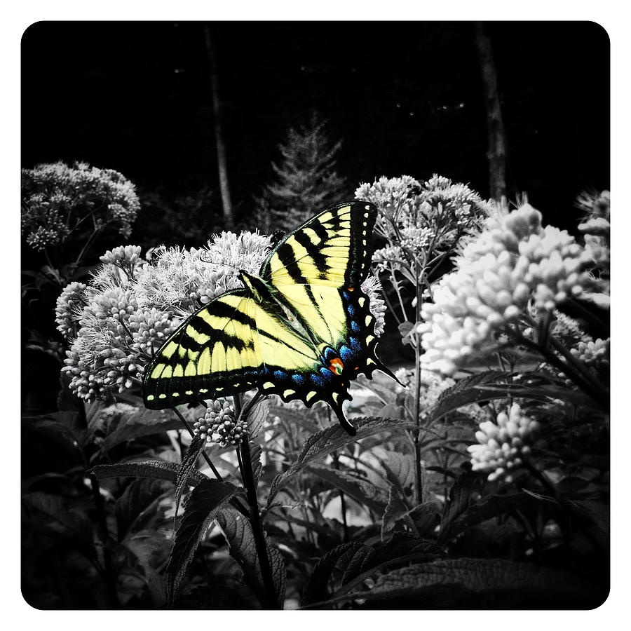 Beautiful Butterfly #4 Photograph by Natasha Marco