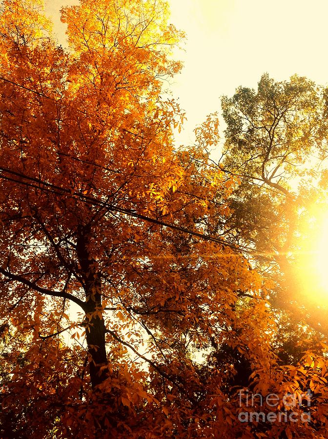 Beautiful fall season #3 Photograph by Rose Wang