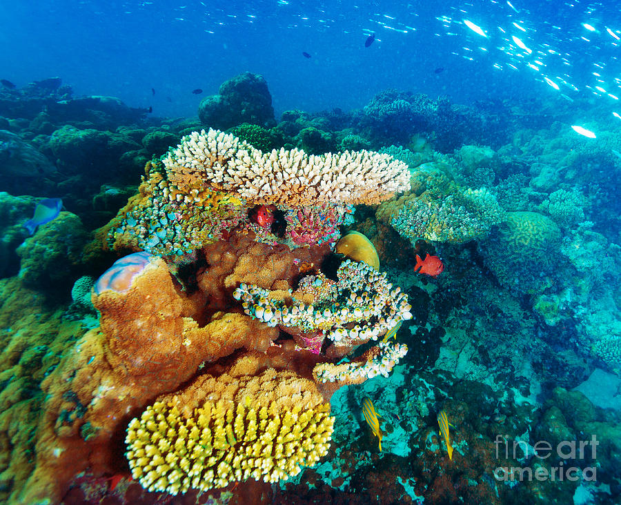 Beautiful marine life Photograph by Anna Om