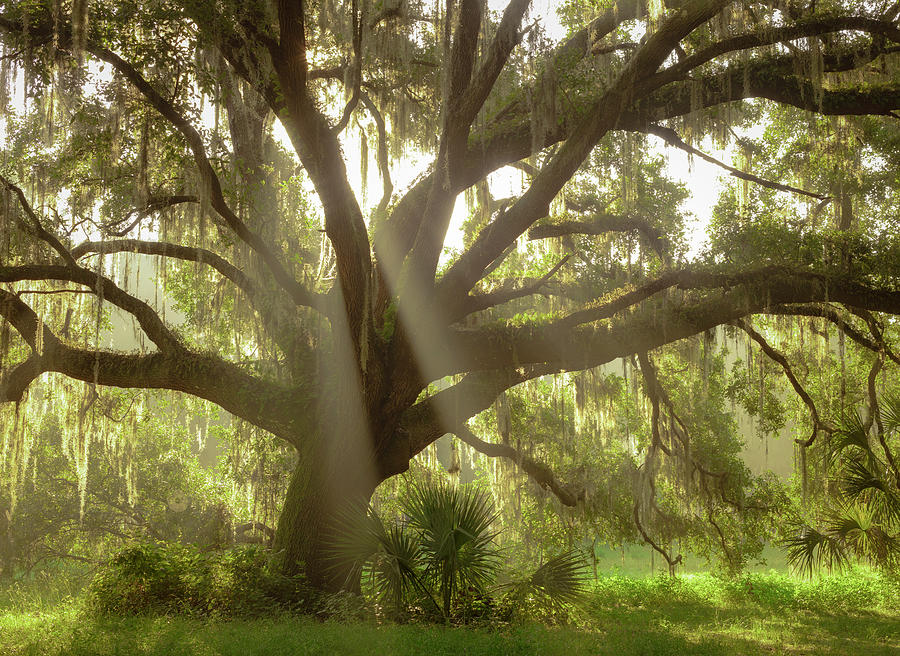 Tree Photograph - Beautiful Southern Live Oak Tree #2 by Maresa Pryor