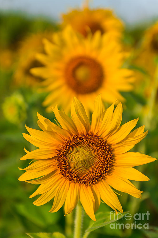 Nature Photograph - Beautiful sunflower #2 by Tosporn Preede