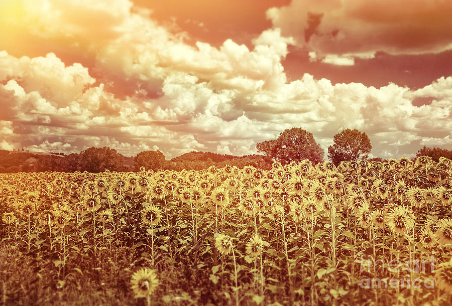 Beautiful sunflowers field #1 Photograph by Anna Om