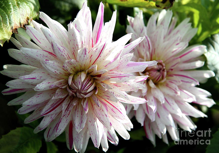 Nature Photograph - Beautiful Twins by Christiane Schulze Art And Photography
