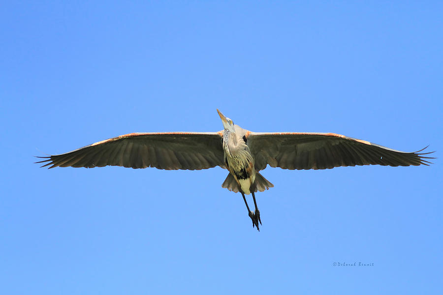 Beauty Of Flight Photograph By Deborah Benoit 