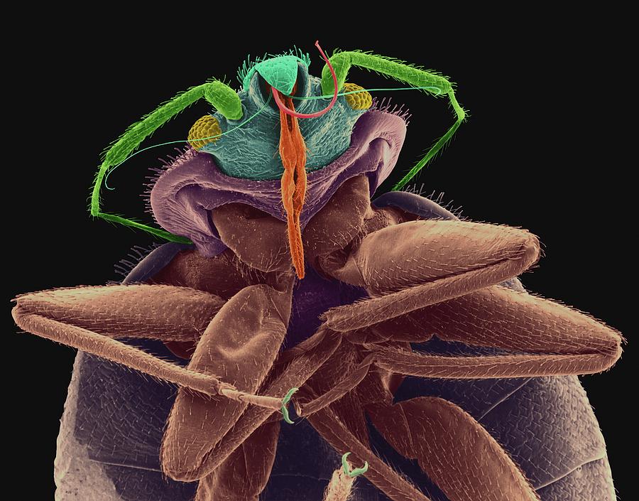 Bed Bug #2 Photograph by Dennis Kunkel Microscopy/science Photo Library