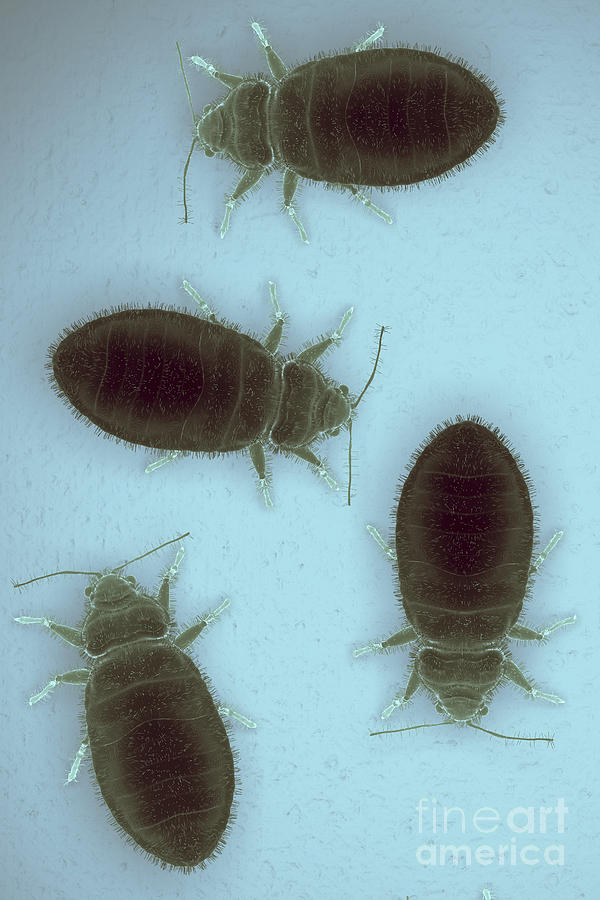 Bed Bugs Cimex Lectularius #2 Photograph by Science Picture Co