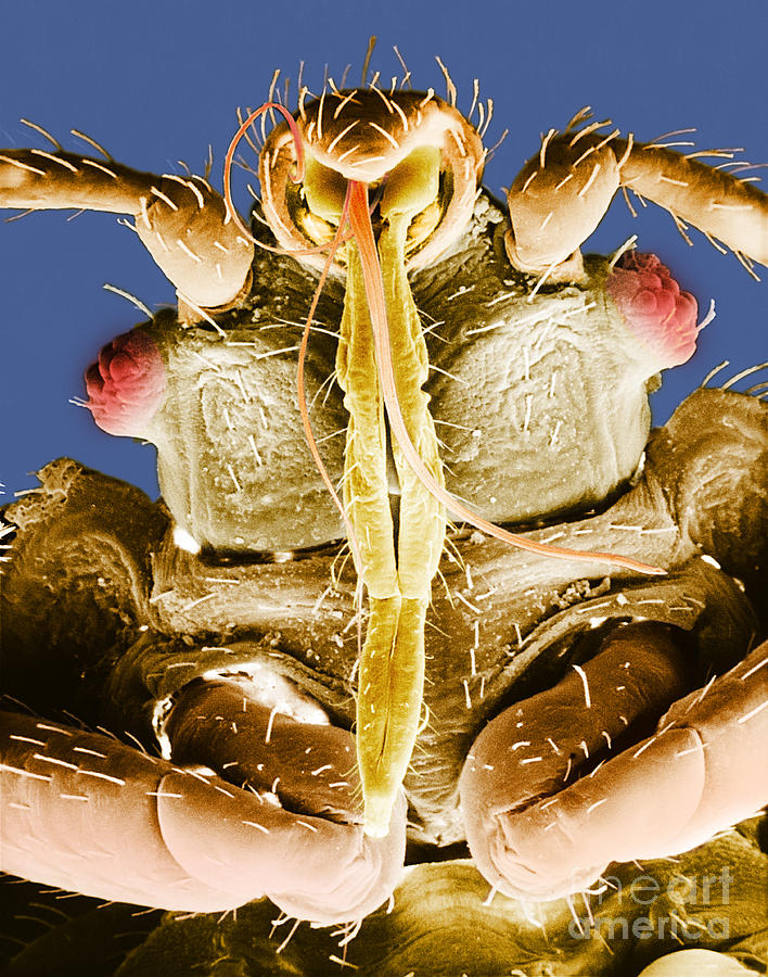 Animal Photograph - Bedbug Mouthparts Sem #5 by David M Phillips
