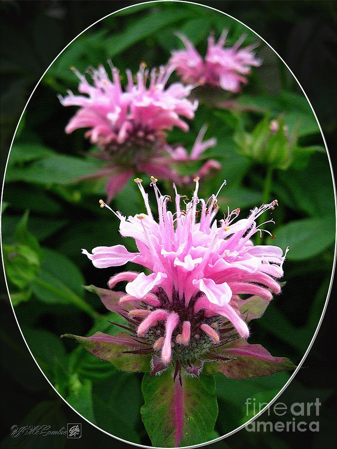 Bee Balm named Panorama Pink #2 Painting by J McCombie