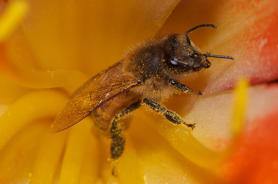 Bee cover by pollen Photograph by Sukanit Thumwanich - Fine Art America