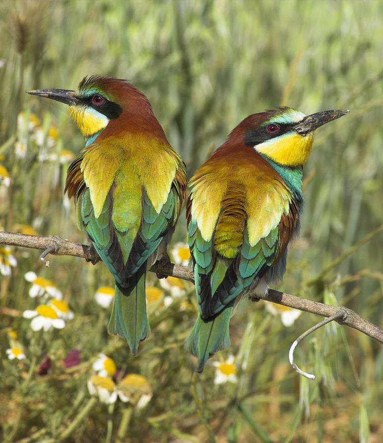 Bird Photograph - Bee-eaters #2 by Guido Montanes Castillo