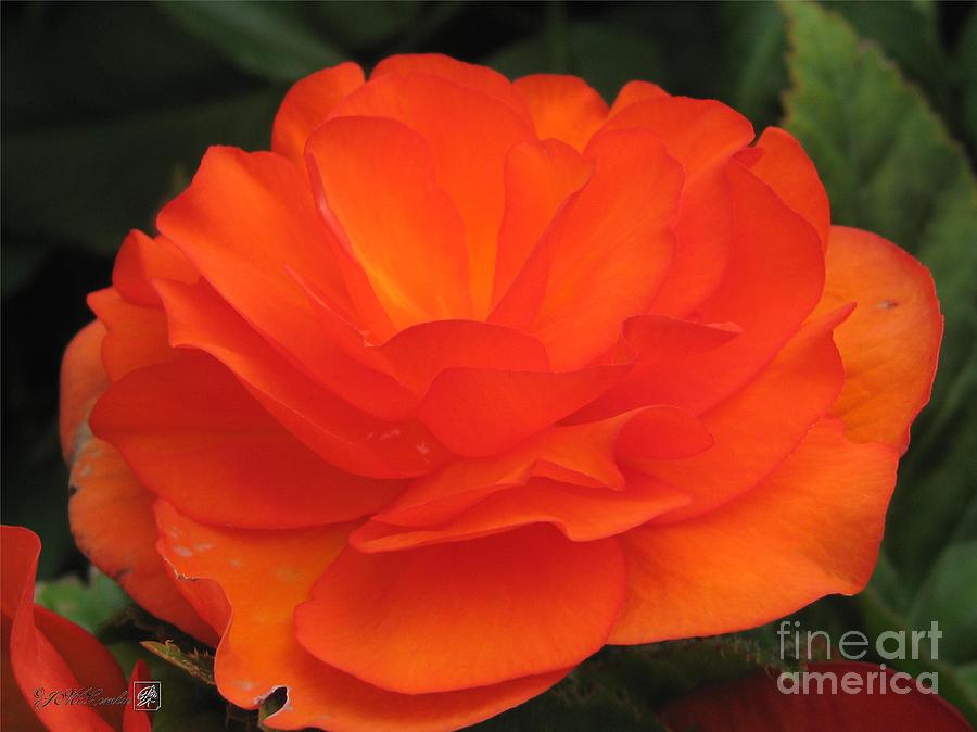 Begonia named Nonstop Apricot #2 Photograph by J McCombie