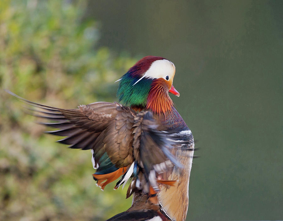 Beijing China, Male Mandarin Duck Photograph by Alice Garland - Fine ...