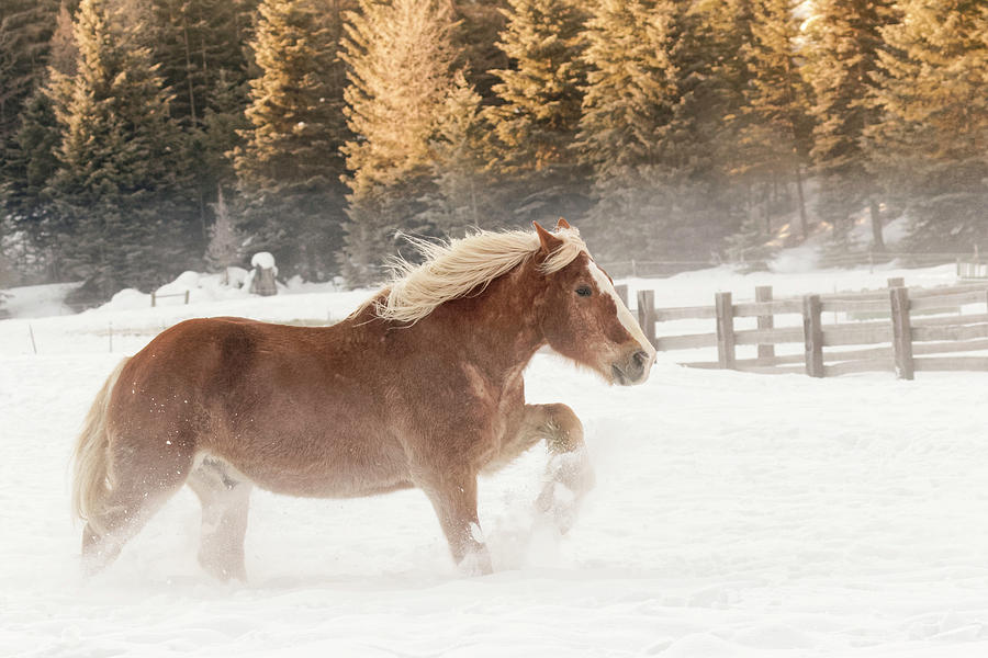 Belgian Horse Roundup In Winter #2 Photograph by Adam Jones