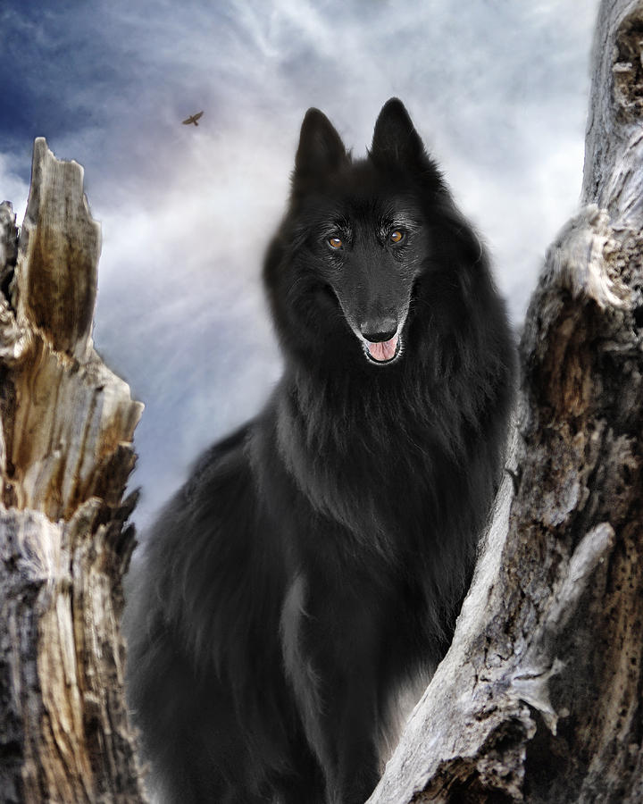 belgian shepherd groenendael for sale belgian shepherd groenendael 2 photograph by wolf shadow photography belgian shepherd groenendael for sale belgian shepherd groenendael 2 photograph by wolf shadow photography