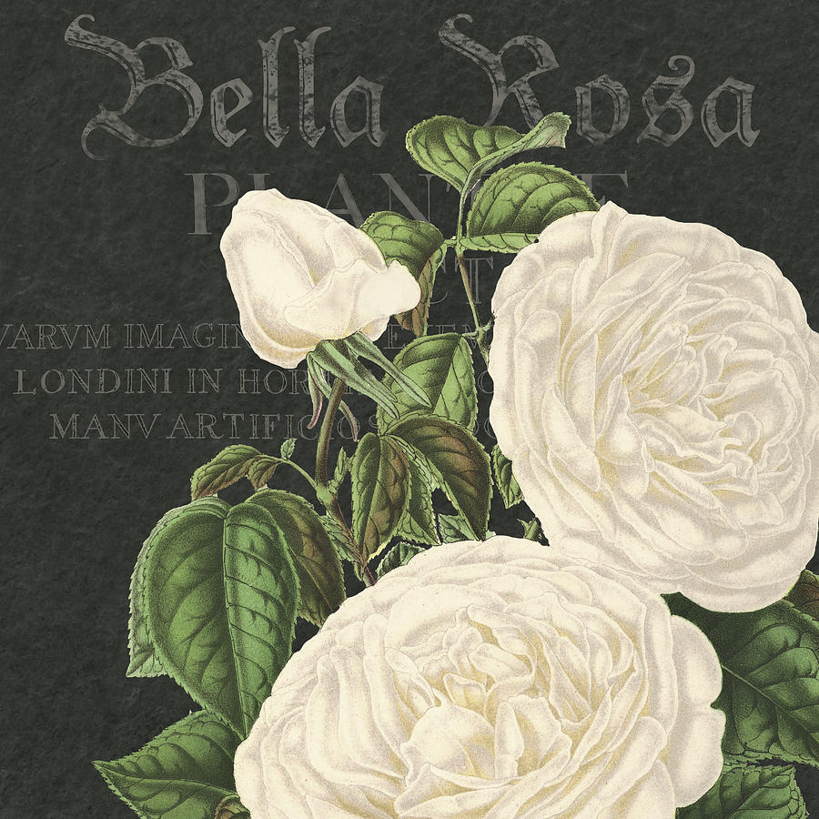 Vintage Drawing - Bella Rosa Square #2 by MGL Meiklejohn Graphics Licensing