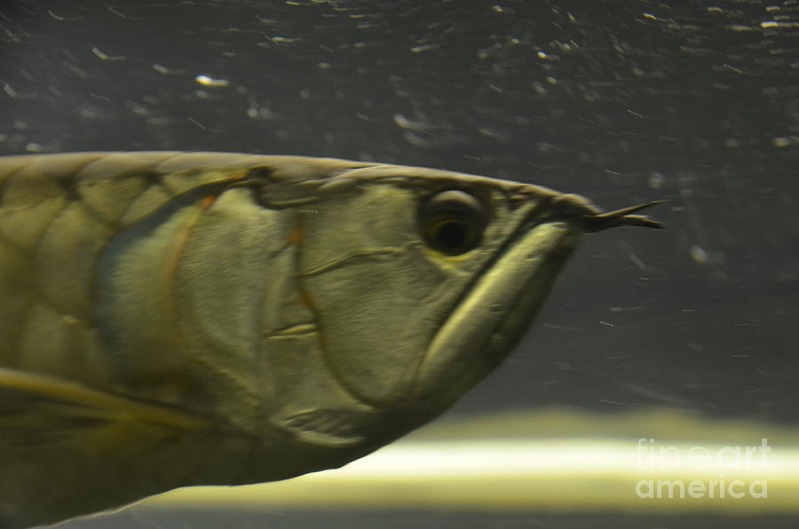 Belle Isle aquarium fish #2 Photograph by Randy J Heath
