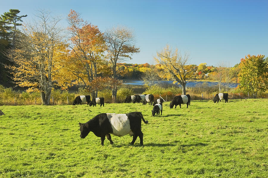 Belted Galloway Cows Grazing On Grass In Rockport Farm Fall Main #2 Photograph by Keith Webber Jr