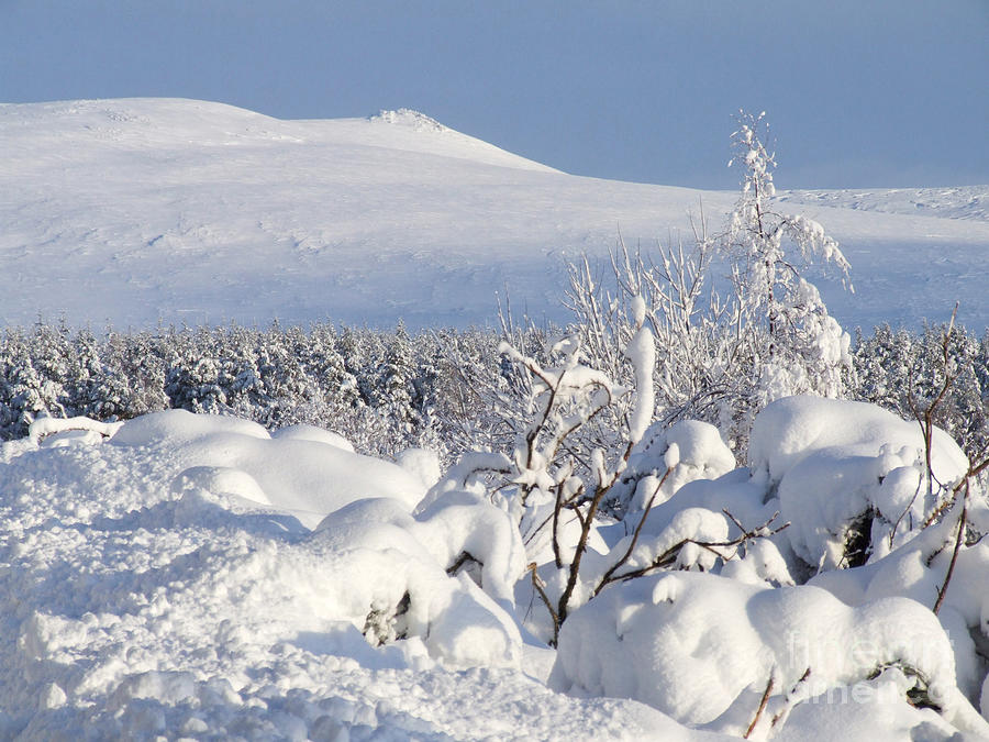 Ben Rinnes - heavy snowfall Photograph by Phil Banks