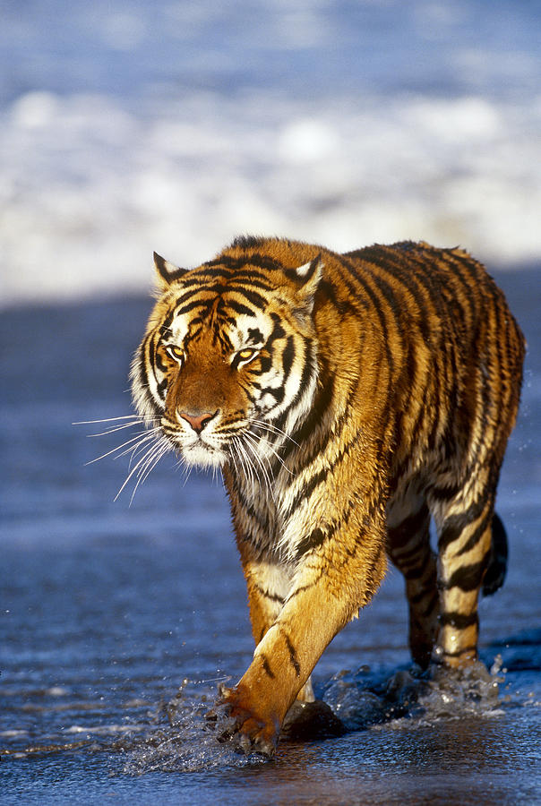 Bengal Tiger #2 Photograph by Jeffrey Lepore