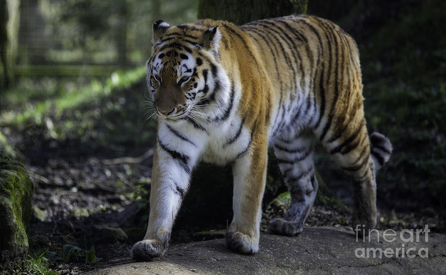 Tiger Photograph - Bengal Tiger #2 by Nigel Jones