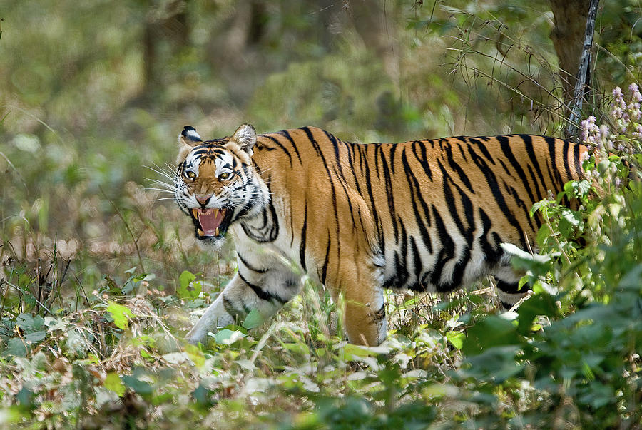 Bengal Tiger Panthera Tigris Tigris Photograph by Animal Images - Fine ...