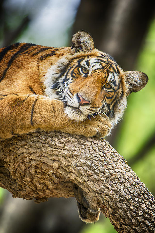 Bengal tiger (Panthera tigris tigris) on a tree, wildlife shot #2 Photograph by Guenterguni