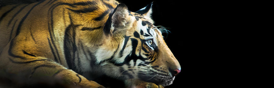 Nature Photograph - Bengal Tiger Panthera Tigris Tigris #2 by Panoramic Images