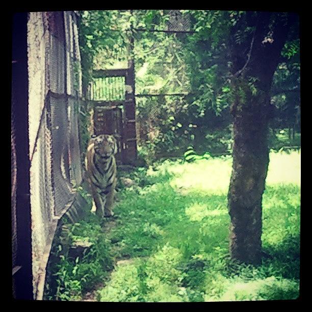 Bengal Tiger #2 Photograph by Webacto Nodea
