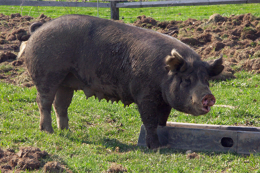 Berkshire Pig #2 Photograph by Bonnie Sue Rauch