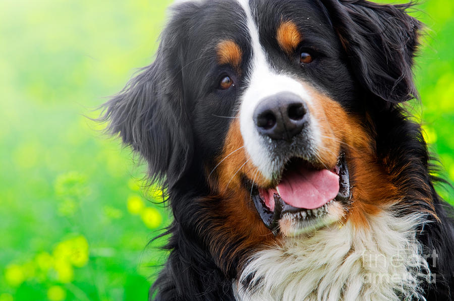 Bernese Mountain Dog portrait Photograph by Michal Bednarek Fine Art America