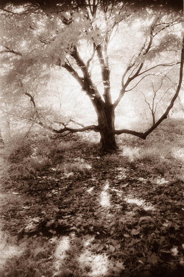 Black And White Photograph - Beyond the Woods #2 by Laura Stretz