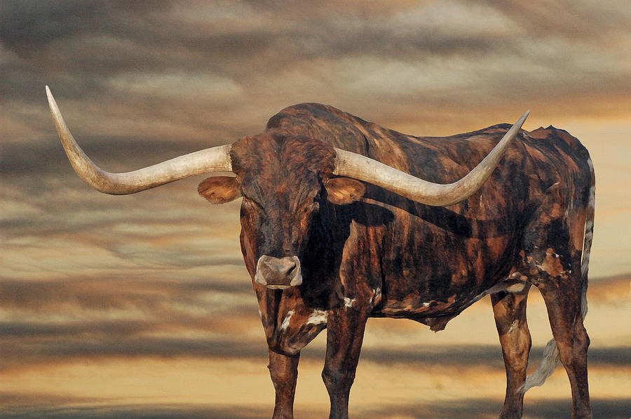 Cow Photograph - Big Dawg #2 by Robert Anschutz