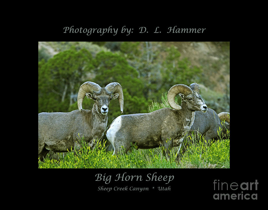 Big Horn Sheep #2 Photograph by Dennis Hammer