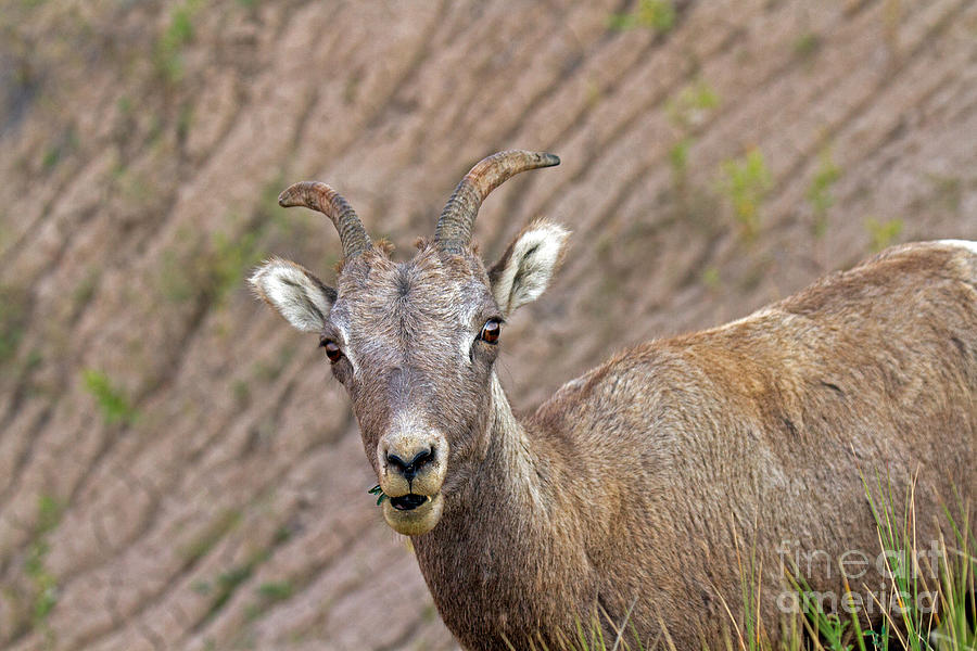 Big Horn Sheep #2 Photograph by Fred Stearns