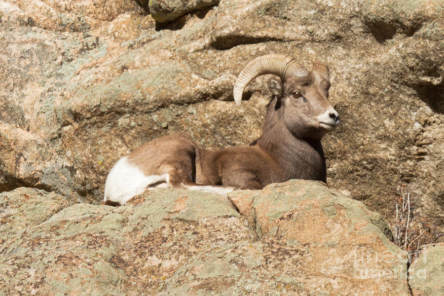 Big Horn Sheep Ram #2 Photograph by Fred Stearns