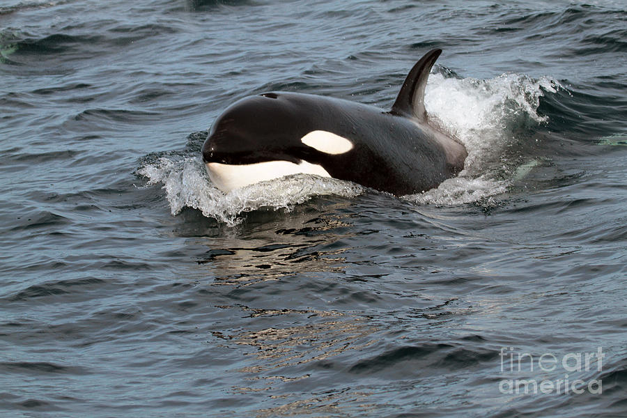 Orcas Photograph - Biggs Transients type Killer Whales in Monterey Bay  #1 by Monterey County Historical Society