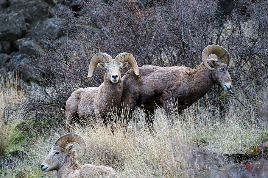 Bighorns Photograph by Steve McKinzie | Fine Art America