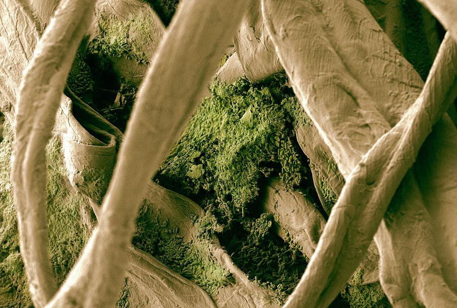 Bacteria Photograph - Biofilm On Cotton Swab #2 by Ammrf, University Of Sydney