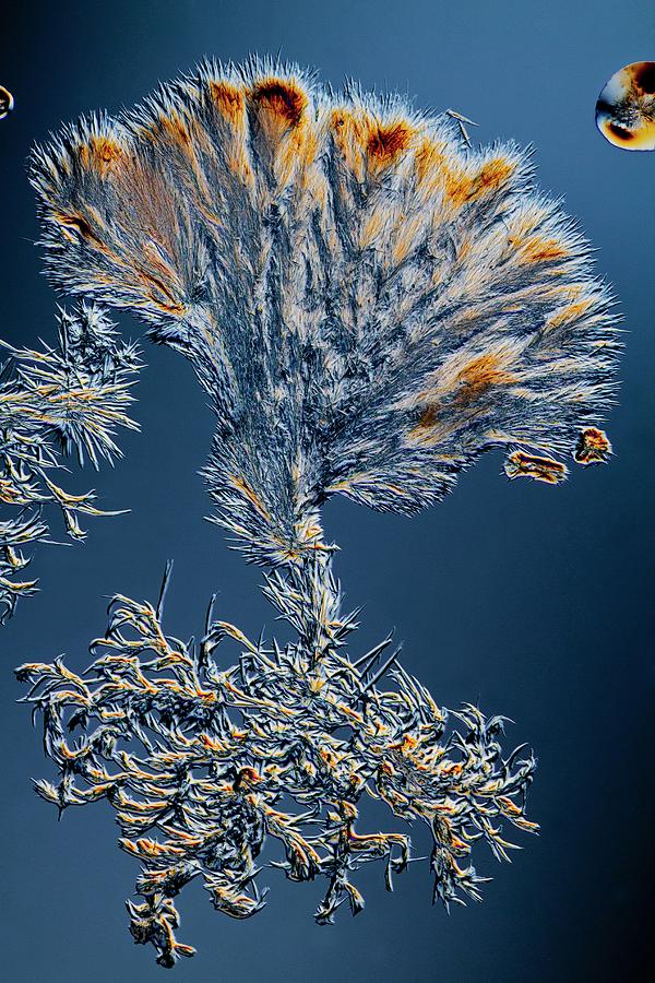 Biochemical Photograph - Biotin Crystals #2 by Antonio Romero