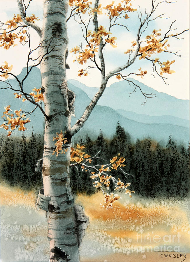 Mountain Painting - Paper birch by Frank Townsley