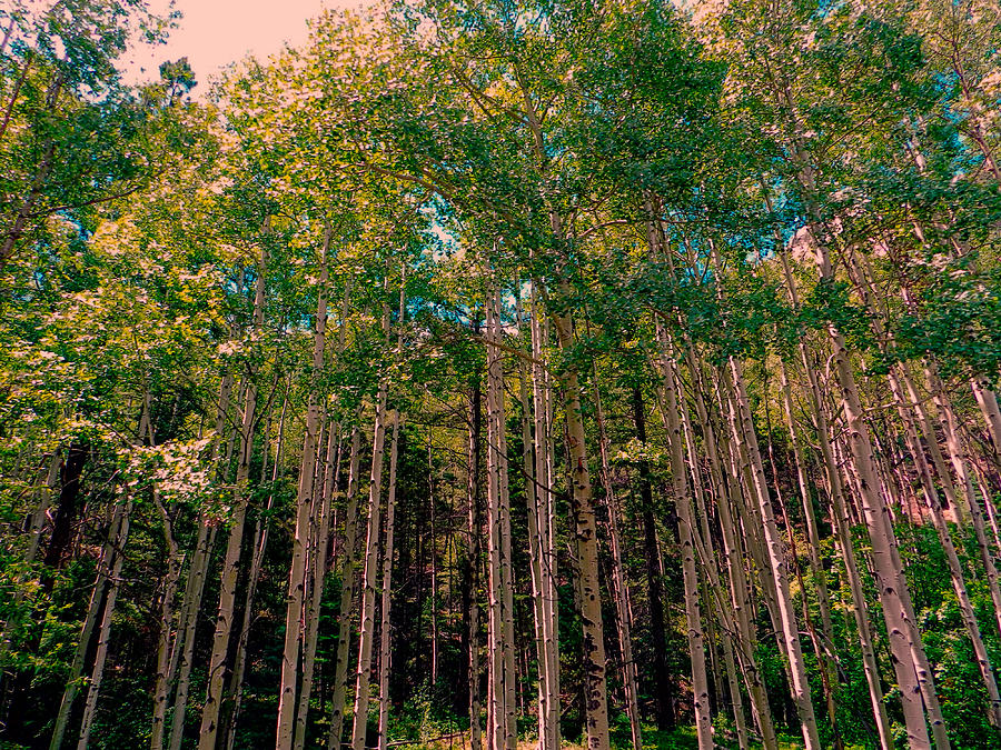 Birch Trees in Colorado Photograph by Cathy Anderson