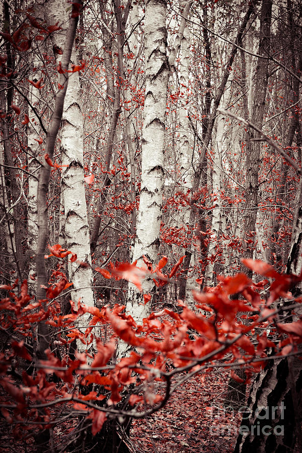 Birches And Beeches Photograph by Hannes Cmarits