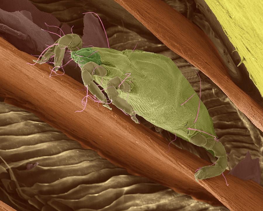 Bird Mite Between Feather Barbs #2 Photograph by Dennis Kunkel Microscopy/science Photo Library