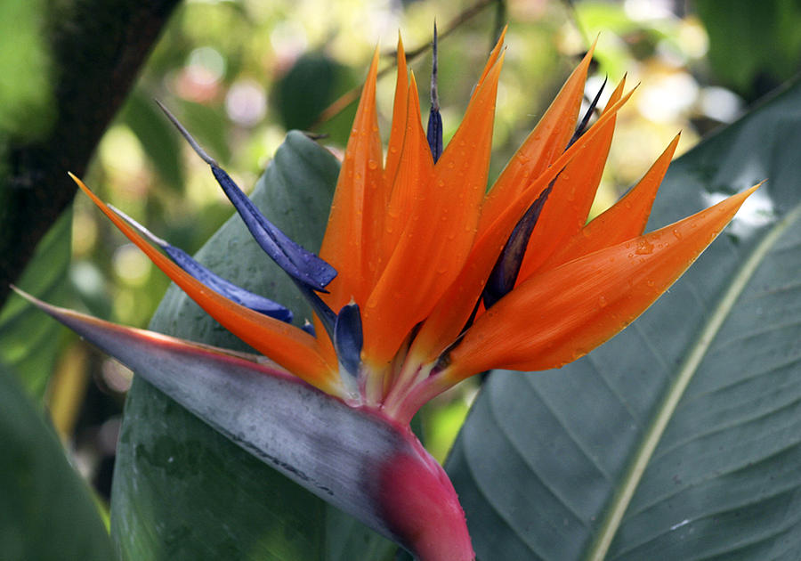 Bird of Paradise Flower Photograph by Mary Sablovs - Fine Art America