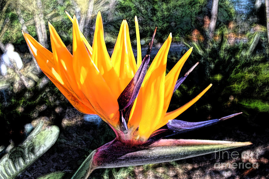 Bird of Paradise #2 Photograph by Creative Solutions RipdNTorn
