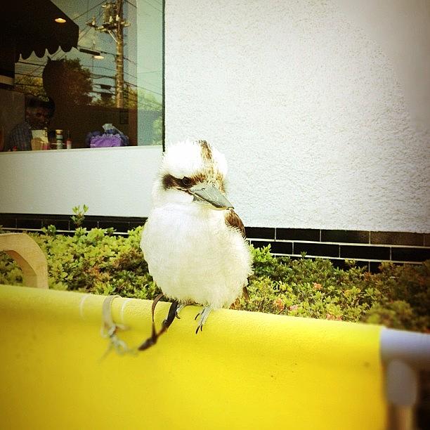 Bird Photograph - #bird #2 by Tokyo Sanpopo