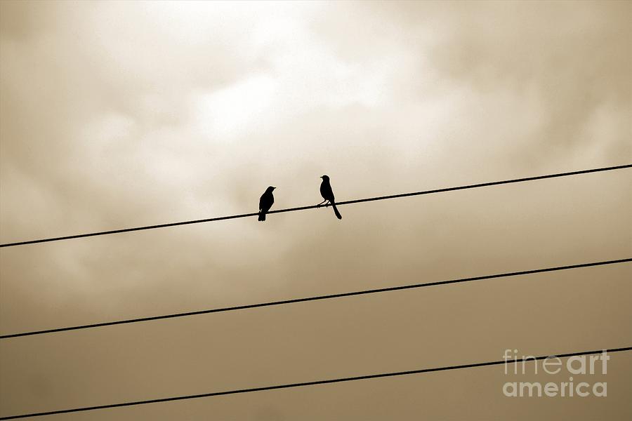 2 Birds 3 Wires Photograph by Darla Wood