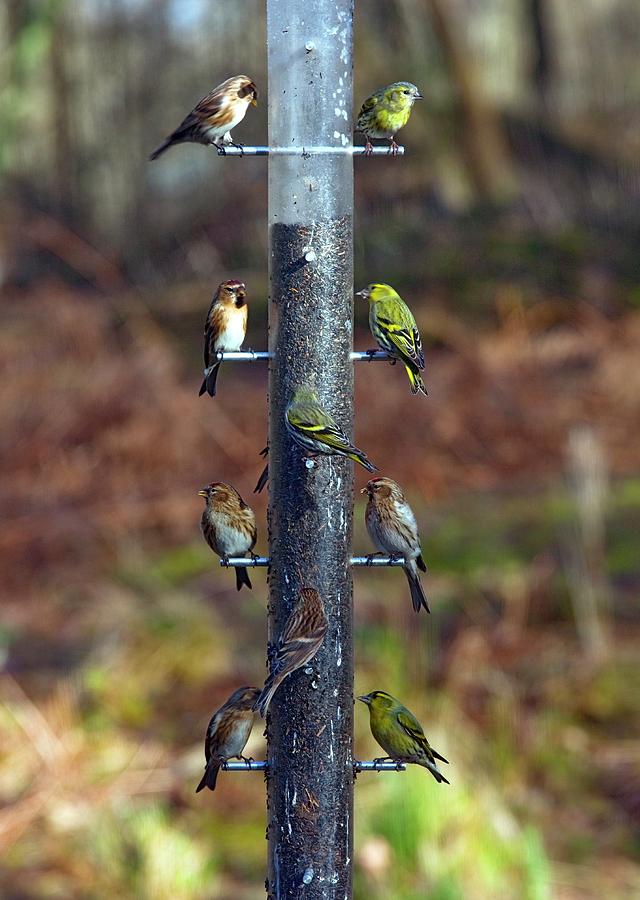 Birds At Bird Feeder Photograph By Bob Gibbons Science Photo Library