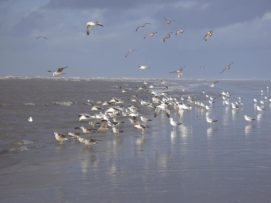 Birds at the Beach Photograph by Steve Kearns