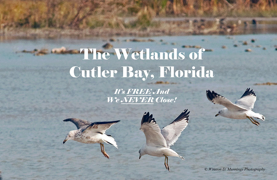 Birds Of Cutler Bay Wetlands #2 Photograph by Winston D Munnings